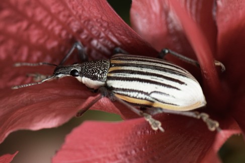 Beetle in Hibiscus