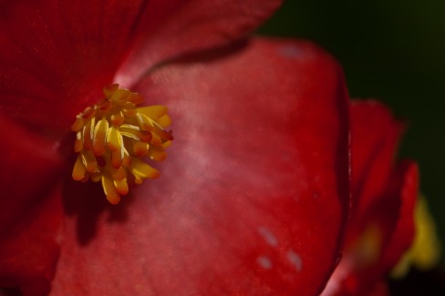 Red Begonia