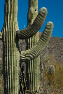Waving Saguaro